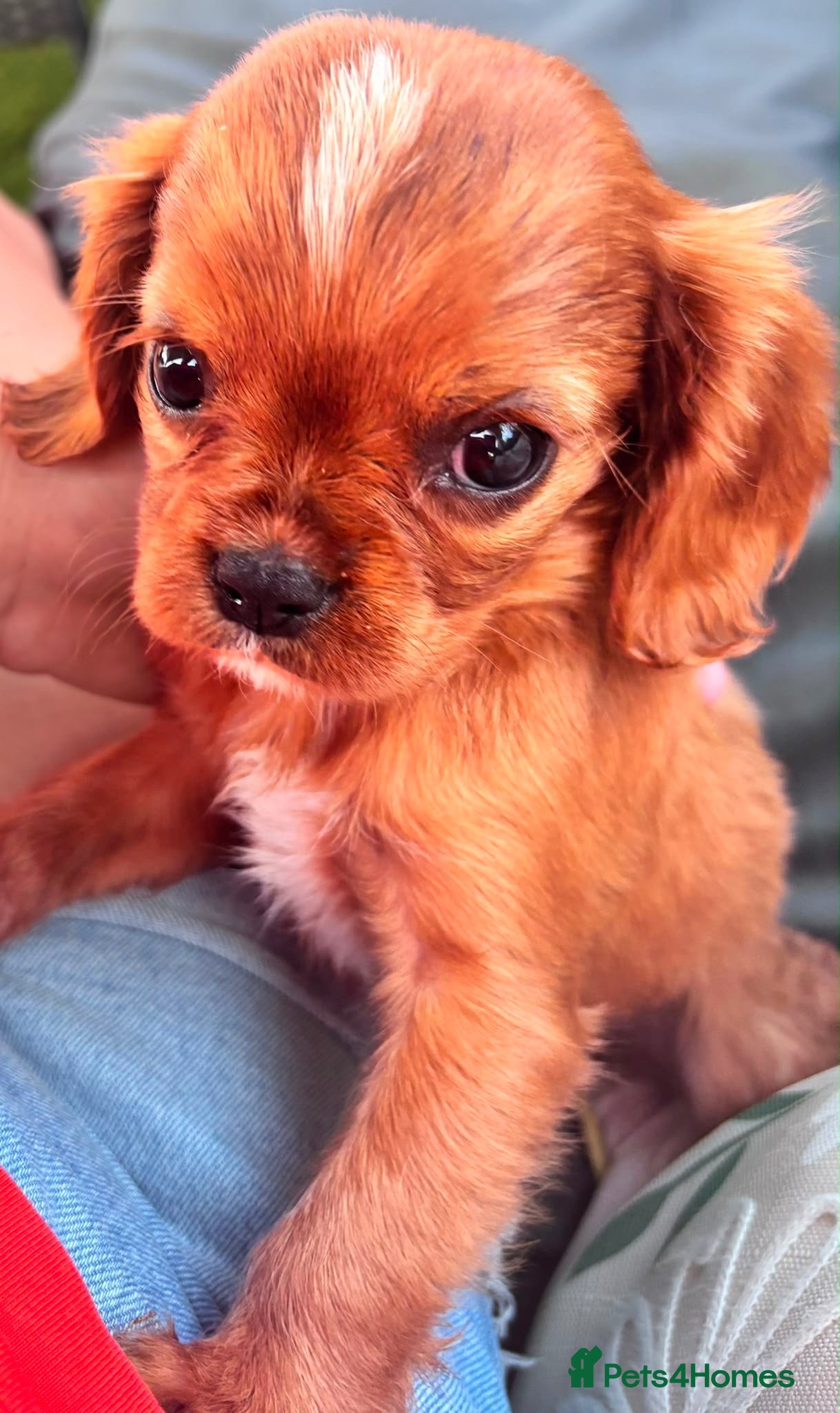 Cavalier King Charles Spaniel dogs Last boy cavalier King Charles  - Advert 1