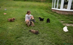 Siberian Husky dogs for sale: Beautiful Chowski puppies  - Image 29