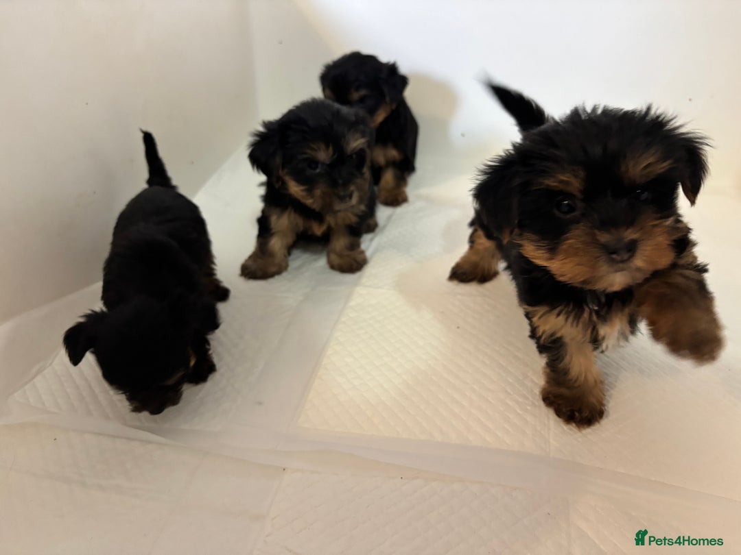 Yorkshire Terrier dogs for sale: Beautiful Yorkshire terrier puppies - Image 4