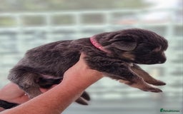 German Shepherd dogs for sale:  kc,health tested straight back german shepherd - Image 29