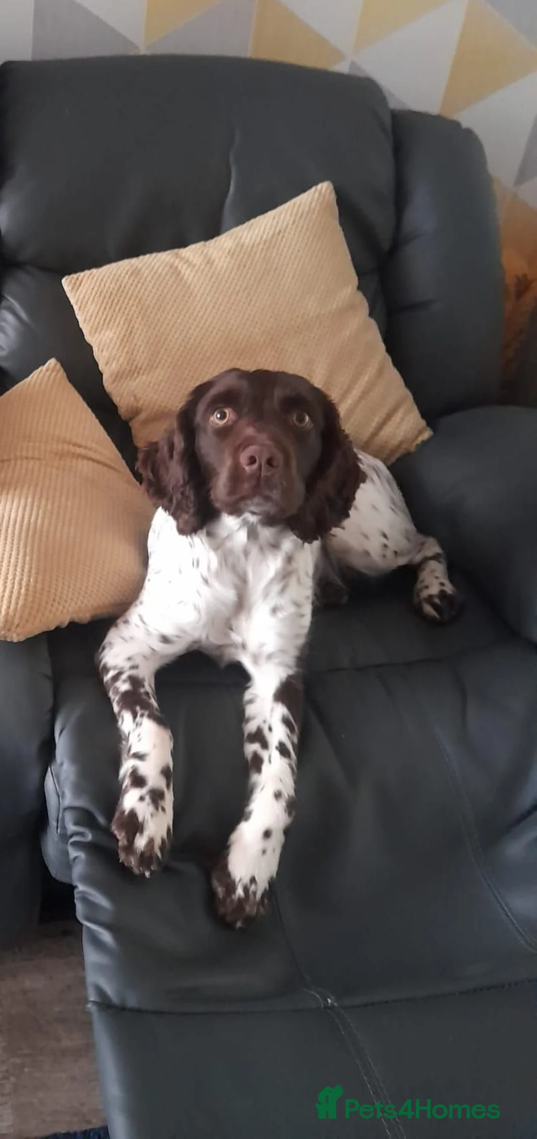 English Springer Spaniel dogs for sale: English springer puppies  - Advert 11