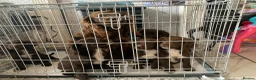 Sprocker dogs for sale: Sprocker puppies  - Advert 30
