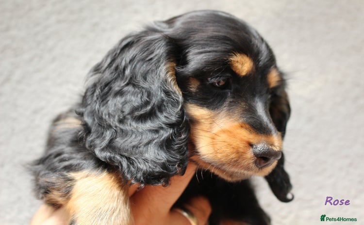 Miniature Dachshund dogs - Advert 2