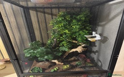 Gecko reptiles for sale: Crested gecko and equipment ready for new home!!  - Image 1