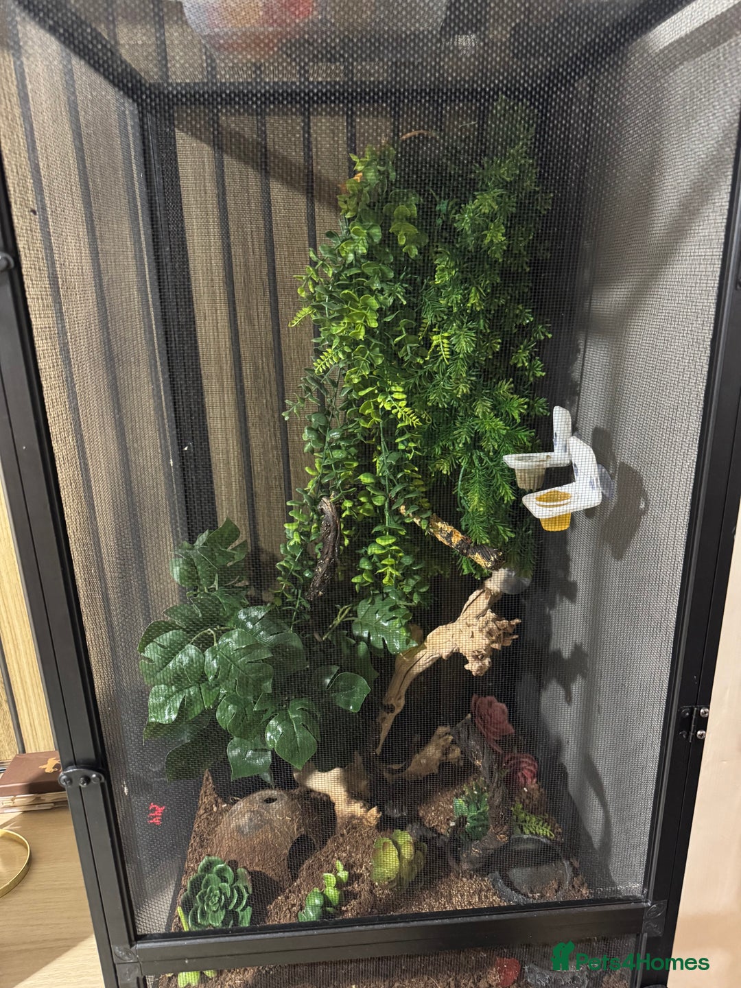 Gecko reptiles for sale: Crested gecko and equipment ready for new home!!  - Image 1