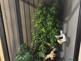 Gecko reptiles - Advert 13