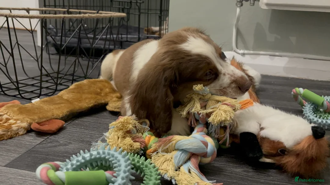 English Springer Spaniel dogs for sale: Springer Spaniel  - Advert 2
