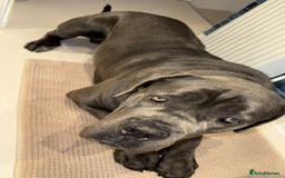 Cane Corso dogs for sale: Dog cane corso - Image 2