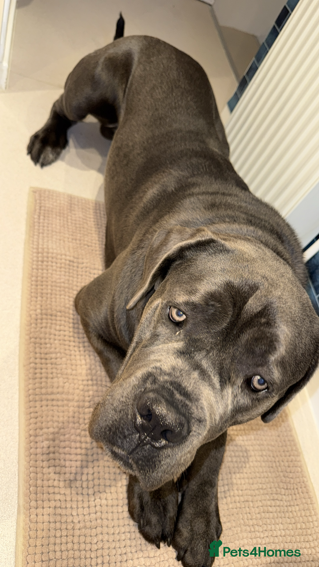 Cane Corso dogs for sale: Dog cane corso - Image 2
