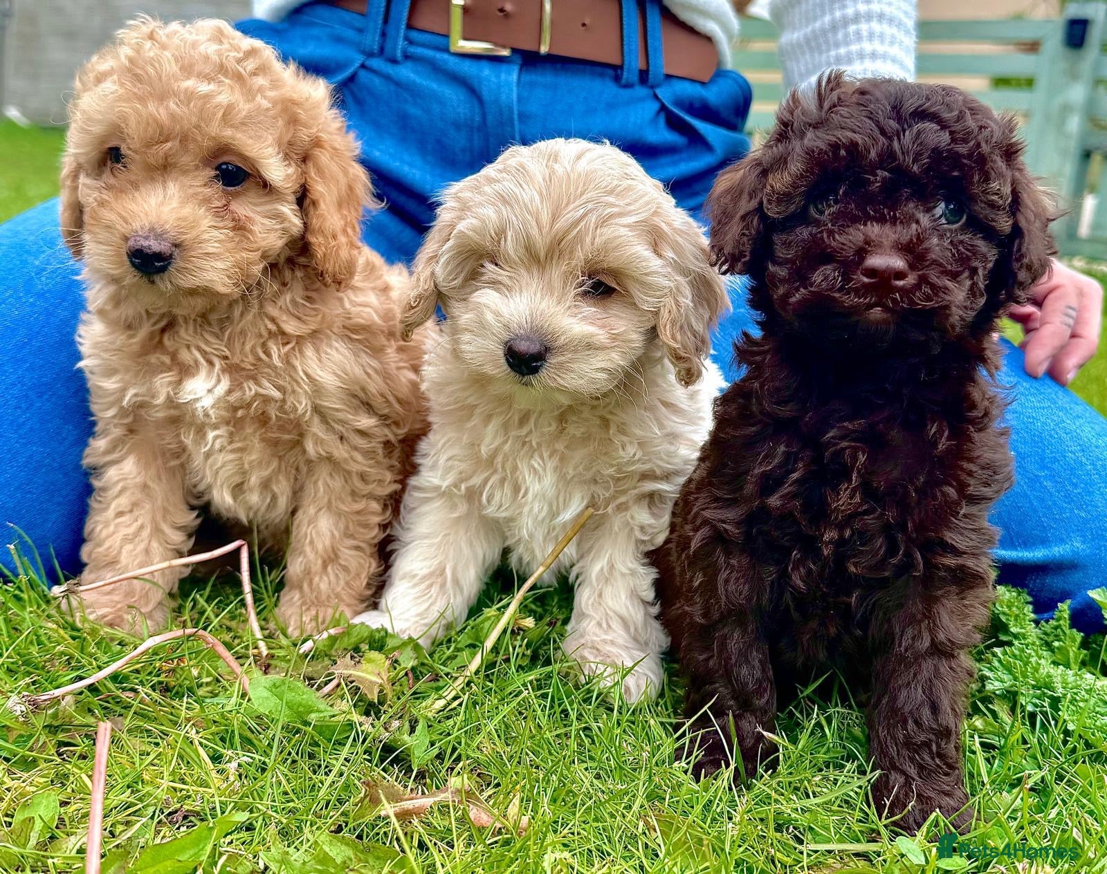Cavapoo dogs F2 cavapoo boys - Advert 1