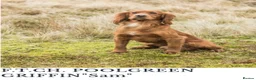 Cocker Spaniel dogs for sale: KC Working Cocker Spaniel Puppies - Advert 8