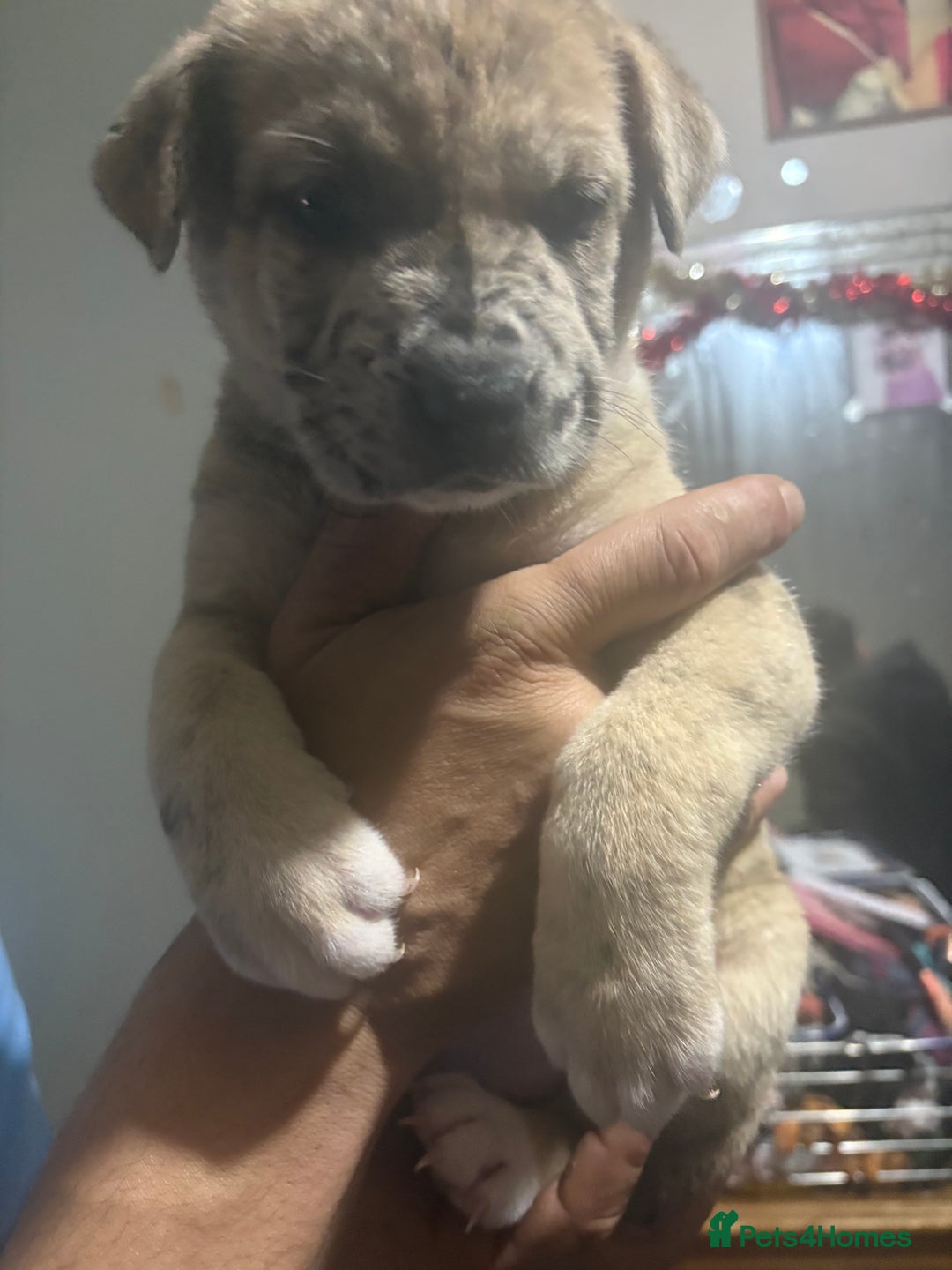 Mixed Breed dogs for sale: american akita  - Advert 35