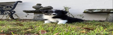 Border Collie Puppy 1