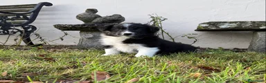 Border Collie Puppy 1