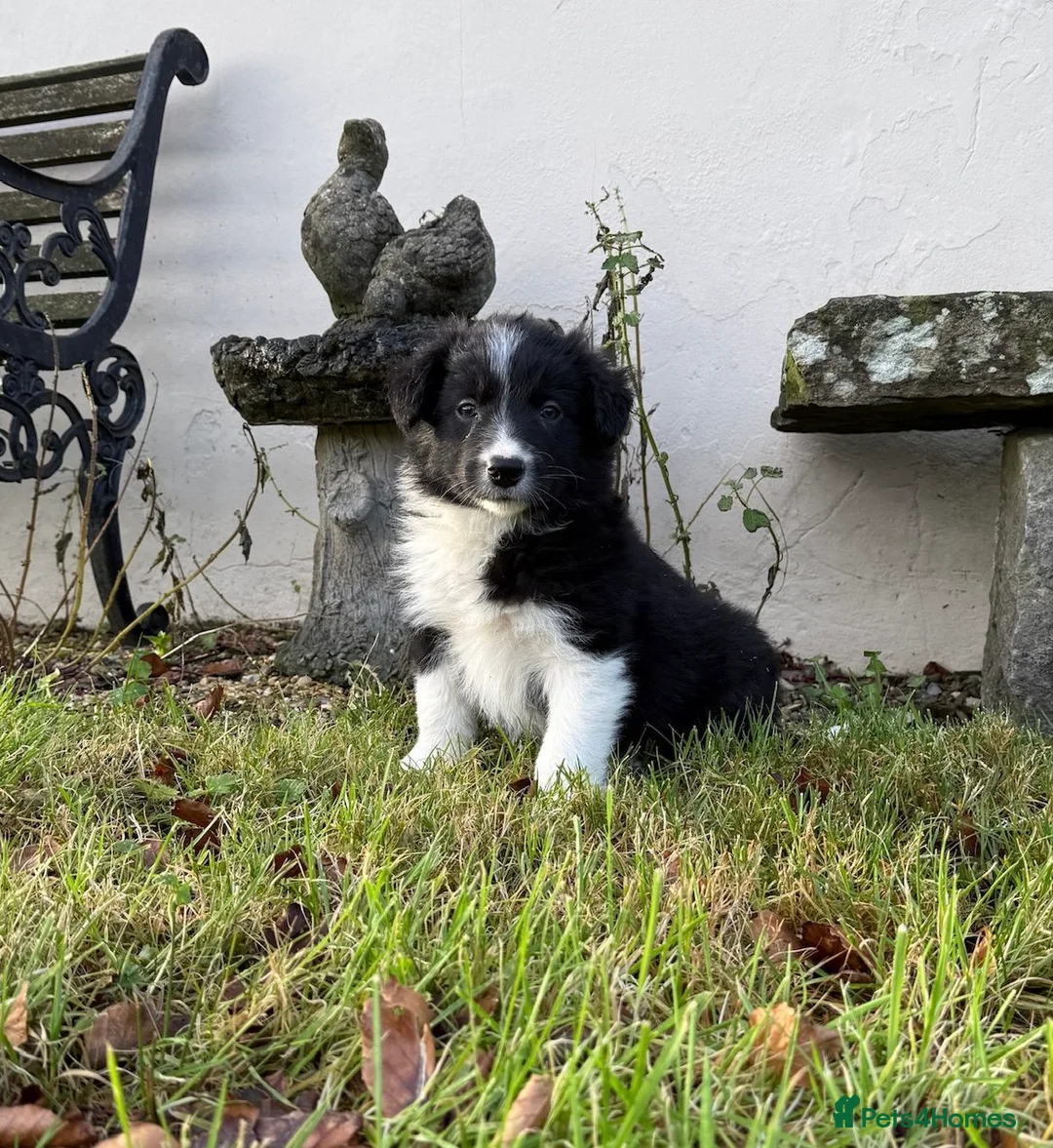 Border Collie dogs for sale: Border collie dog pups - Advert 2