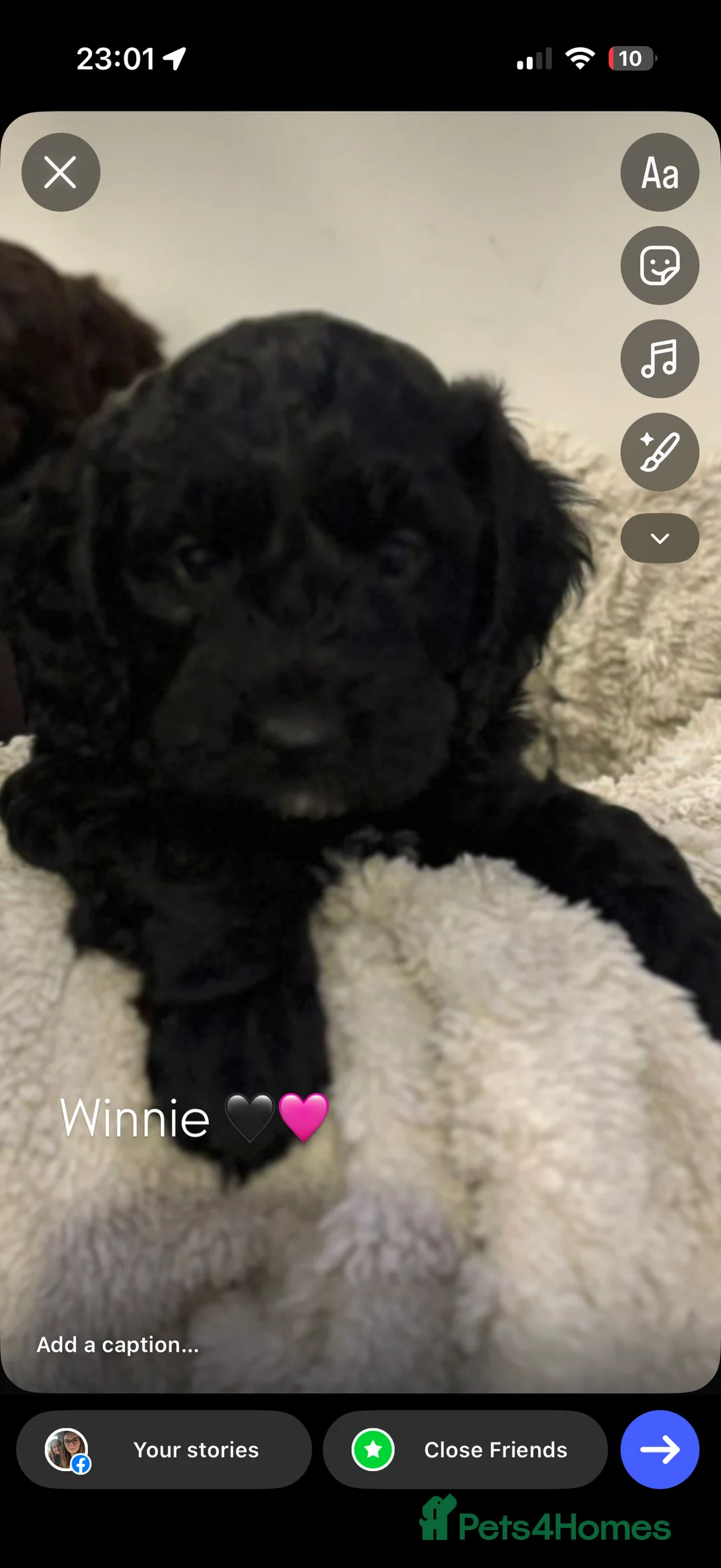 Mixed Breed dogs for sale: Stunning Litter of Sproodles 🤎🖤 - Advert 18