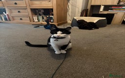 Mixed Breed cats for sale: Rehoming Our Girl - Image 2