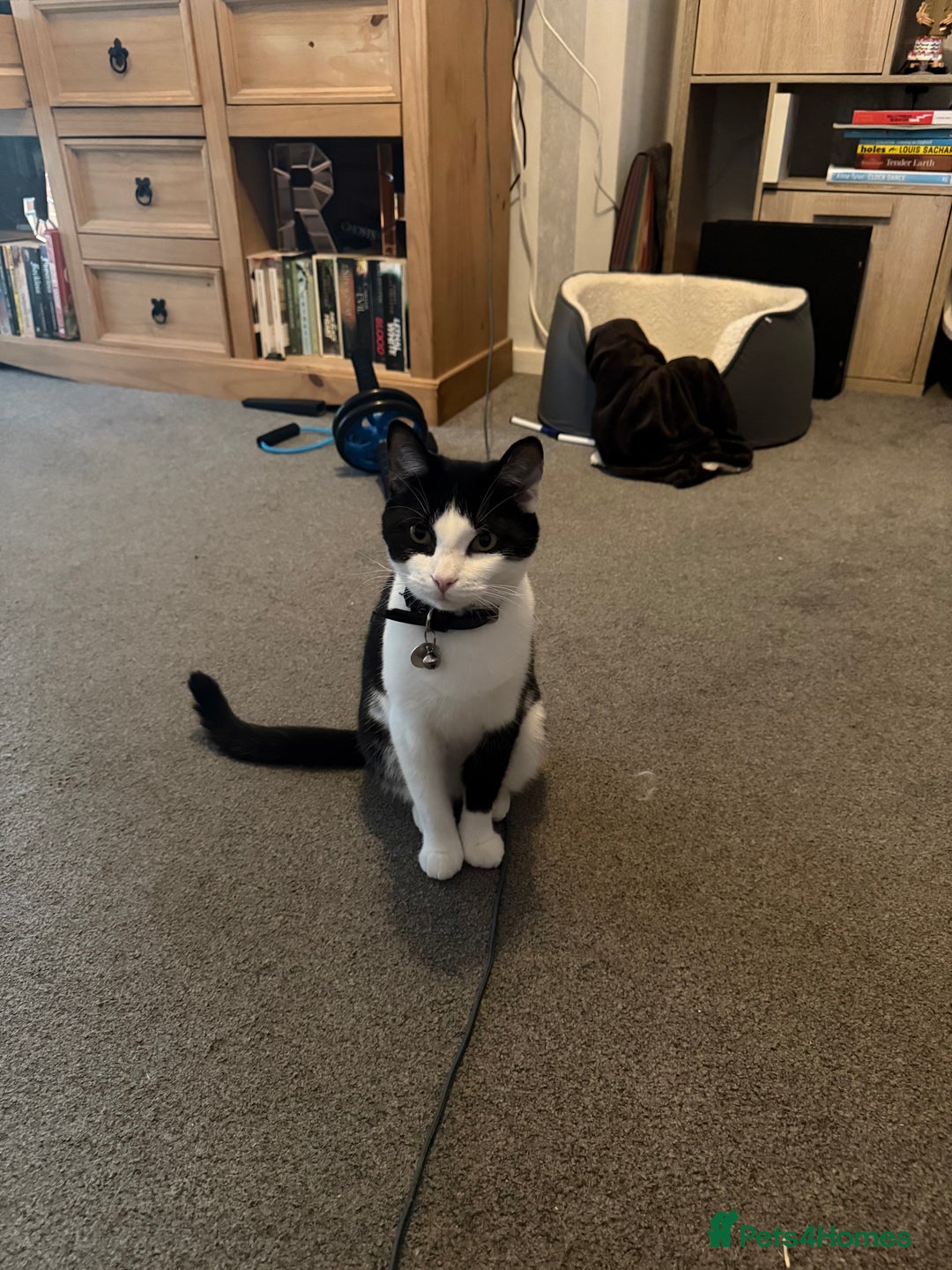 Mixed Breed cats for sale: Rehoming Our Girl - Image 2