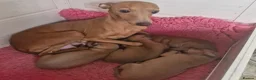 Italian Greyhound dogs for sale: KC reg Italian greyhound puppies  in Sheffield - Advert 13