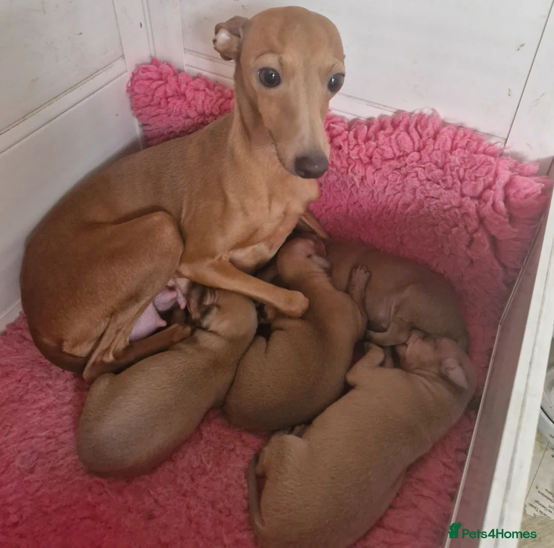 Italian Greyhound dogs for sale: KC reg Italian greyhound puppies  in Sheffield - Advert 13