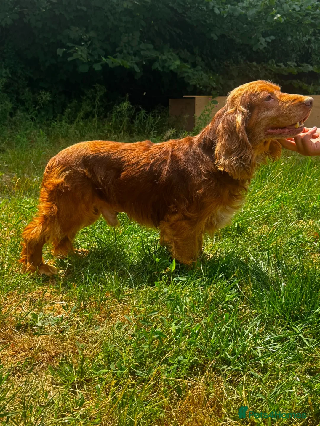 Cocker Spaniel dogs for stud: Cocker spaniel for stud - Advert 6