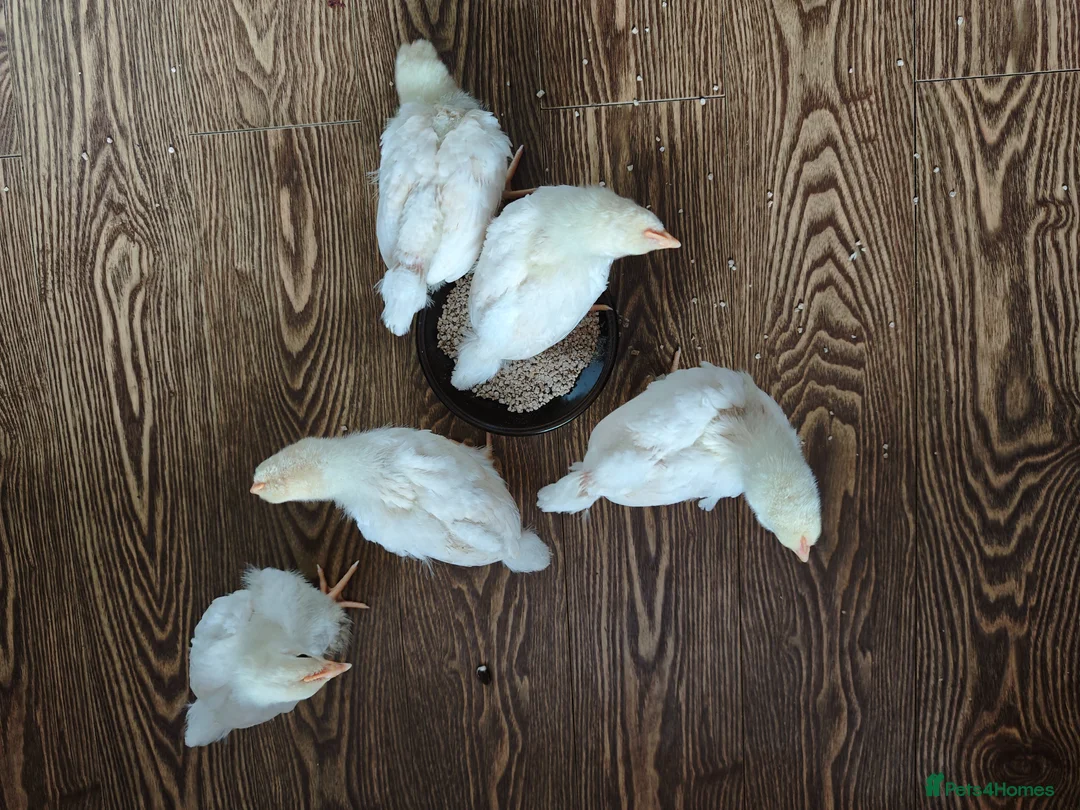 Chickens poultry for sale: 5x male chicks for rehoming - Advert 3