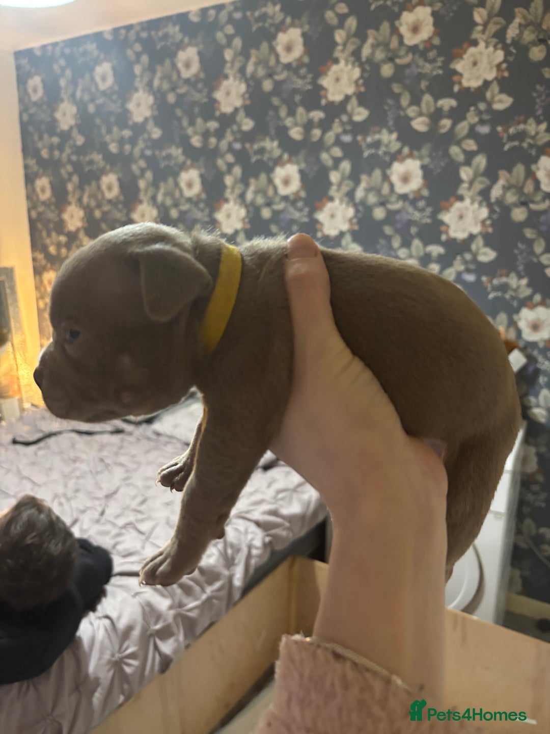 American Bully dogs for sale: Pocket Bully Puppies - Advert 37