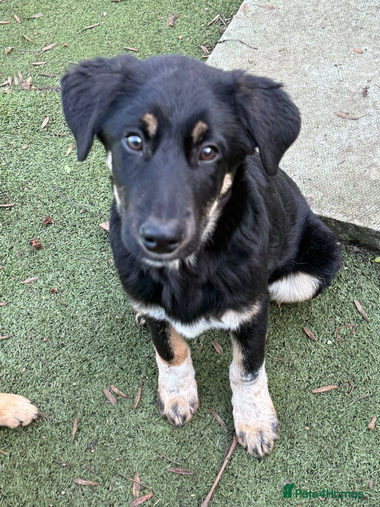 Mixed Breed dogs Espresso  - Advert 1