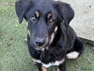 Mixed Breed dogs Espresso - Advert 1