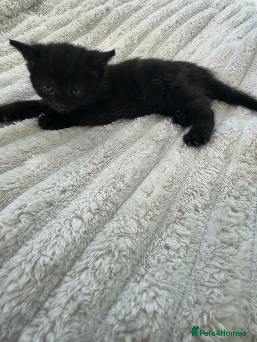 Mixed Breed cats for sale: 5 kittens looking for loving family  - Advert 2