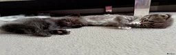 Mixed Breed cats for sale: Adorable kittens for sale  - Advert 5