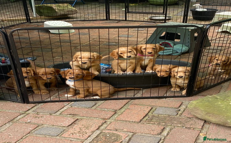 Cocker Spaniel dogs - Advert 3