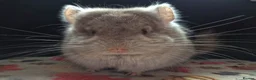 Chinchilla rodents for sale: A verity of Chinchillas rpa/rpac - Advert 31
