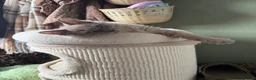 Ragdoll cats for sale: Tica Registered Mink Ragdolls - Advert 7