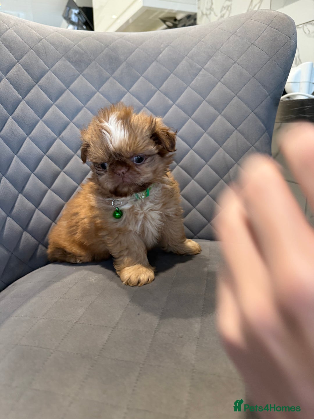 Shih Tzu dogs for sale: IMRERIAL SHIHTZU PUPPIES - Advert 23