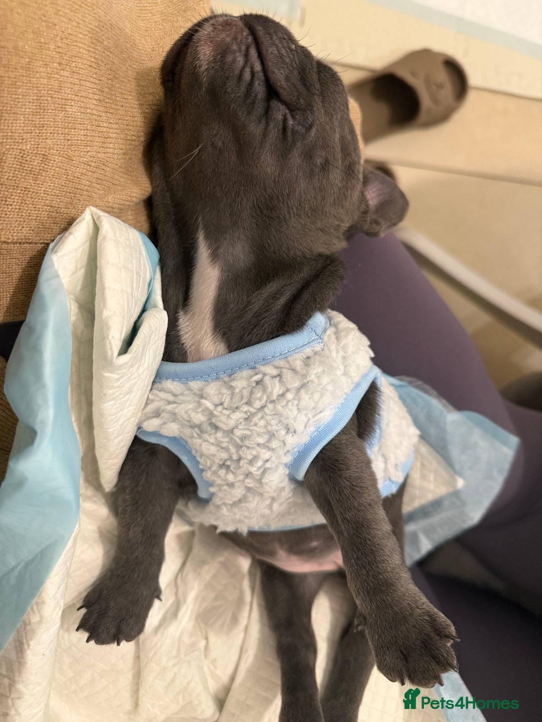 French Bulldog dogs for sale: French Bulldog Puppy (Female) - Advert 4