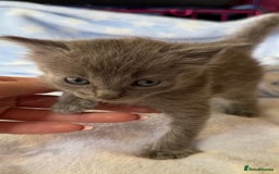 Ragdoll cats for sale: Stunning Ragdoll kittens super affectionate  - Image 10