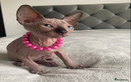 Sphynx cats for sale: Canadian sphinx kittens blue eyes girls  - Image 24