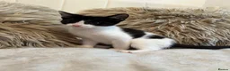 Mixed Breed cats for sale: Blue bengal kittens 🐈‍⬛🏠 - Advert 7