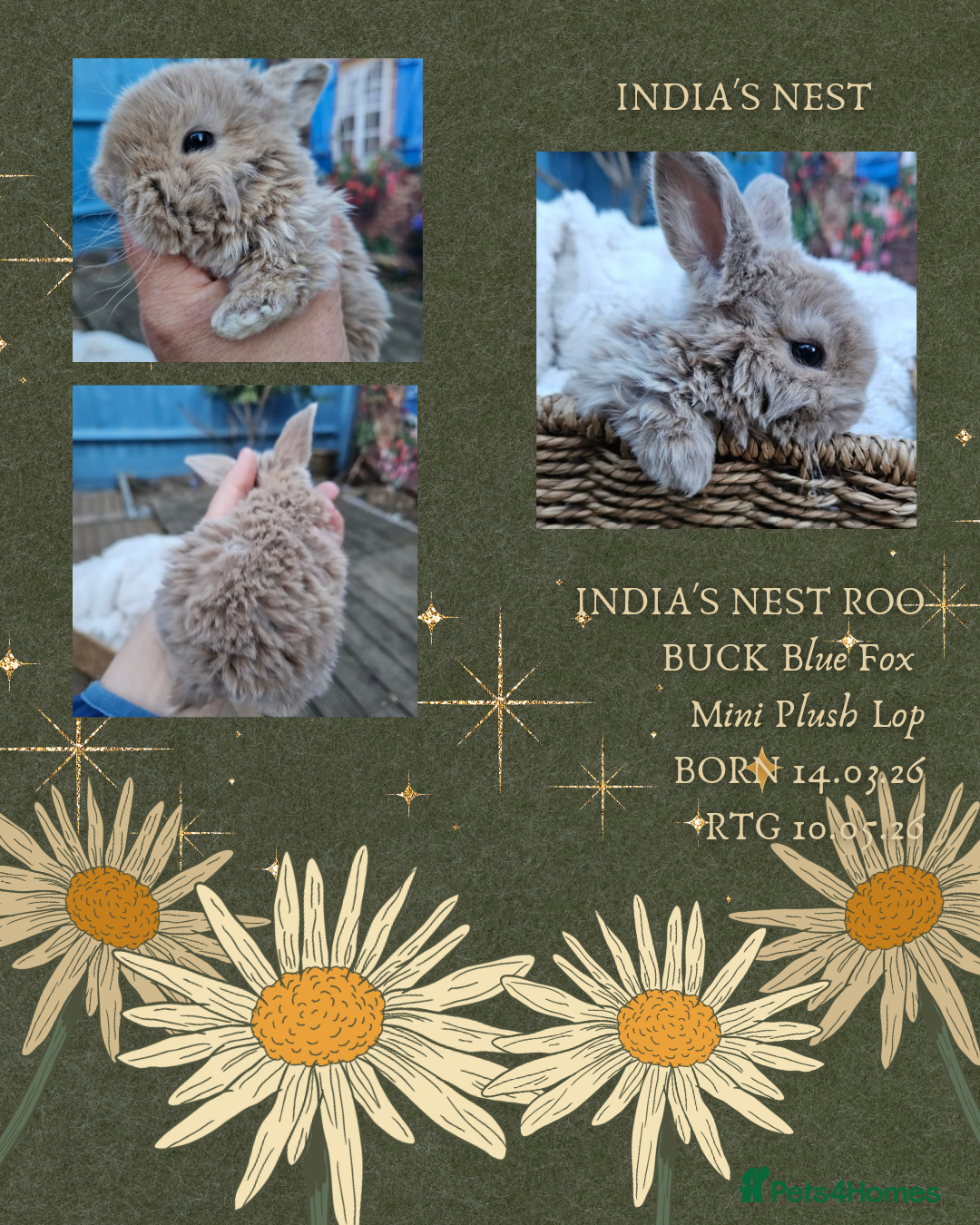 Mini Lop rabbits Mini Plush Lops - Suffolk - Advert 1