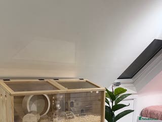 Hamster rodents Enclosure for sale - Advert 21