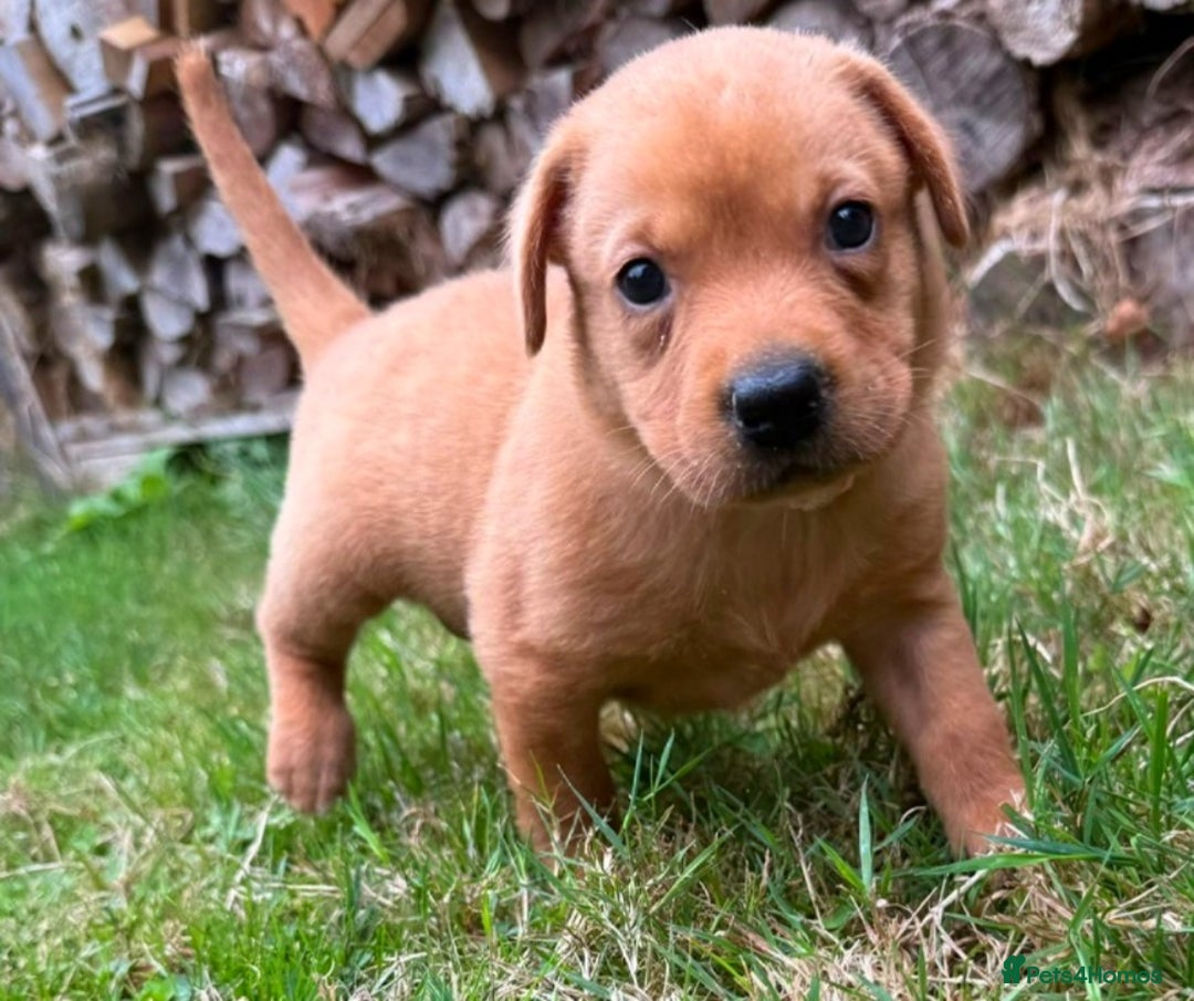 Labrador Retriever dogs for sale: Fox Red Labrador Bitch - Image 3