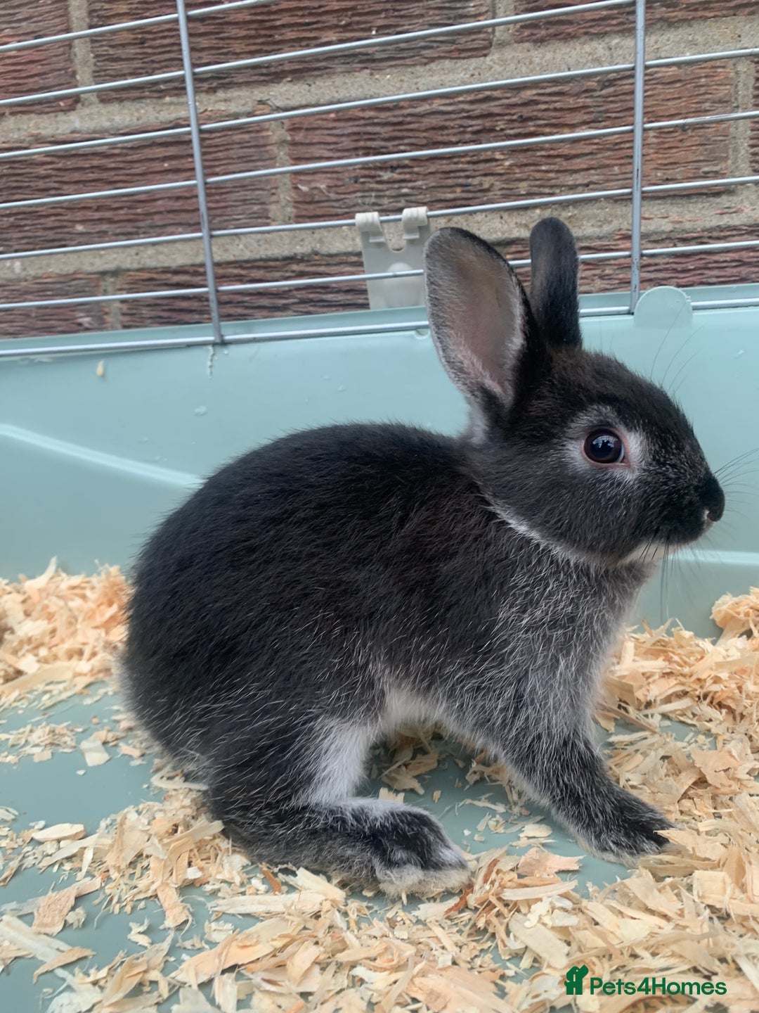 Netherland Dwarf rabbits for sale: Bunnies Netherland Dwarf Rabbits - Image 17