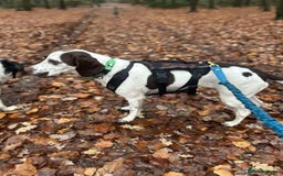 Mixed Breed dogs for adoption: Nitsa shy pointer cross girl  - Advert 5