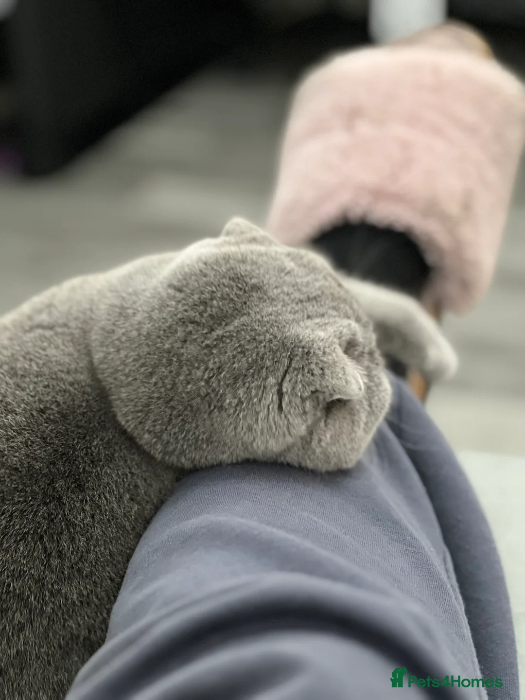 British Shorthair cats for stud: Looking for Stud service that can come to my queen - Advert 4