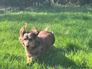 Miniature Dachshund dogs Two Kc reg adult mini Dachshund longhaired girls - Advert 3