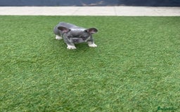 French Bulldog dogs for sale: French Bulldogs - Image 16