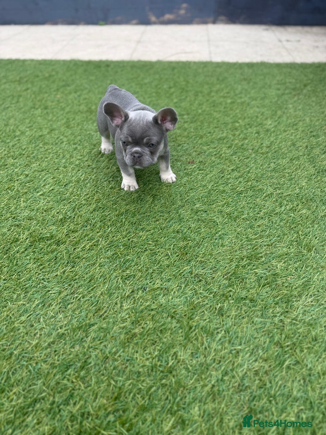 French Bulldog dogs for sale: French Bulldogs - Image 16