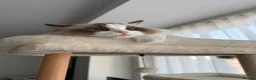 Ragdoll cats for sale: ✨️🏆 🧸🤎ReadyNow Eu ChampLine Tica Reg Ragdolls  - Advert 26