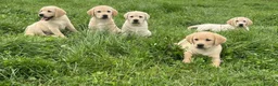Labrador Retriever dogs for sale: Golden Labrador puppies - Advert 4